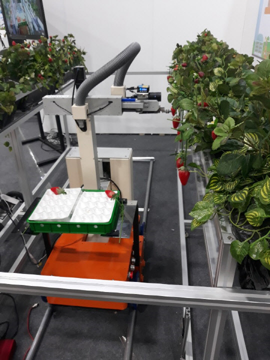 지난 20일 열린 '2019 농업기술 박람회'에서 로봇이 딸기 수확을 하고 있다.   황병서기자